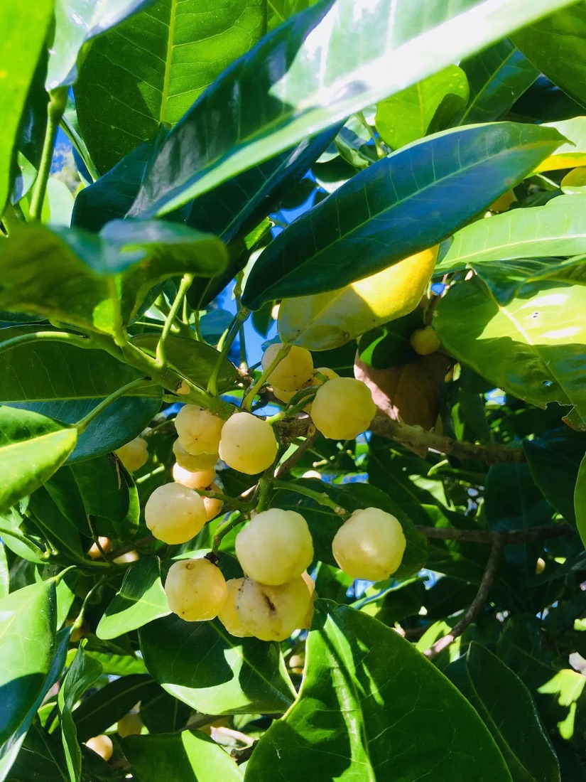 Lemon aspen fruit on the tree
